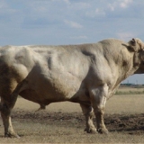 Auliekol rasa goveda